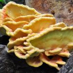 Chicken of the Woods mushrooms